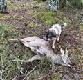 20251201 Bamse 1.jpg