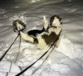 20260114 Polly o Norpan.jpg