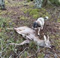 20251201_Bamse_1.jpg